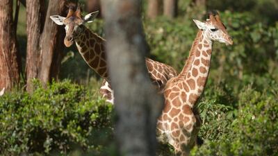 Rothschild subspecies giraffes are pictured at Nairobi's giraffe conservation centre on December 21, 2016. Tony Karumba/AFP