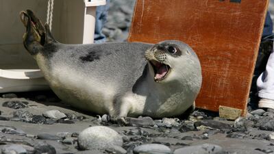 The hooded seal has moved from vulnerable to endangered in the latest IUCN Red List. AP