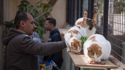 Saber hopes to expand the motel to take in more animals. EPA