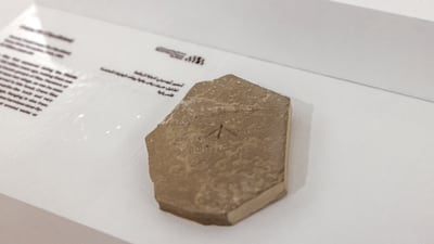 A 50 million-year-old fossil of a crane fly (Tipullidae) found in the Green River Formation in Utah, USA