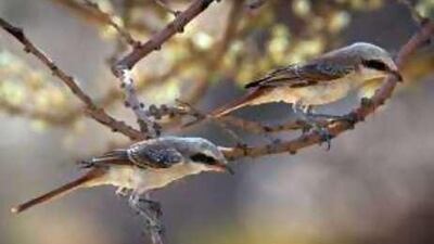 The Bay-backed Shrike is a small bird of less than 20 centimetres.