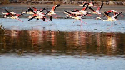 The sanctuary which is Dubai’s only desert wetland occupies about 2.4 square miles on the banks of Dubai Creek and comprises of mudflats, lagoons, pools, and mangroves.