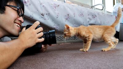 A passenger takes a picture of a cat. Kim Kyung-Hoon / Reuters