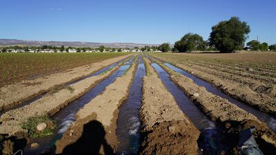 A field is irrigated at Frank Nieslanik’s farm in Grand Junction, Colorado. The Colorado River has been in a drought for 22 years, putting stress on the state’s farmers.