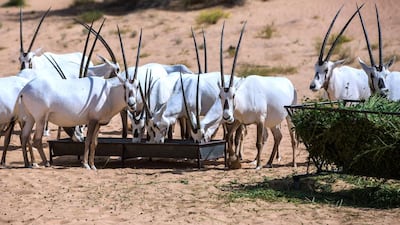 When the fences went up around the 22,500-hectare site, it was common to see campsites, rubbish bags and 4x4s dune bashing.
