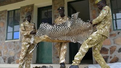 Game wardens display leopard skins, confiscated from bush hunters in surrounding rural communities who poach both for subsistence and traditional trophies, at their headquarters at the Boma National Park in eastern South Sudan. AFP