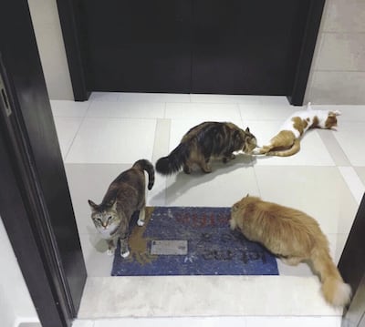 Evelyn Lau's cats Tiny, Georgie, Zabeeb and Amy.