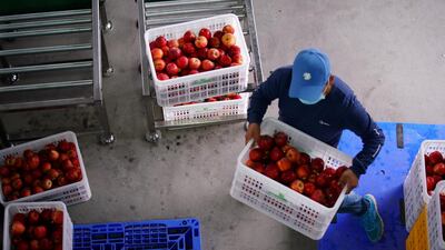 A worker moves boxes of apples on a production line in Yuexi county, during a government-organised media tour, Sichuan province, China, September 11. Tingshu Wang / Reuters