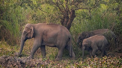 Elephants walk in a forested area near a railway track at Panbari village, on the outskirts of Gauhati, India. More then 30 wild elephants and their calves came out from nearby Amchang wildlife sanctuary and crossed a railway track in search of food in Panbari village Monday night. Wildlife activists say human encroachment in the forests of northeast India have forced elephants out of their natural habitats, triggering conflicts with locals. AP Photo