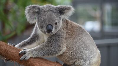 A koala who lost an eye and had her left hind leg amputated after being hit by a car resides at the Koala Hospital in Port Macquarie, Australia. AFP