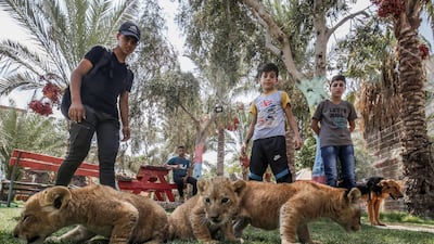Palestinian children watch three recently born cubs at a zoo in Rafah in the southern Gaza Strip. Rafah Zoo was known for its emaciated animals, with the owners saying they struggled to find enough money to feed them. AFP