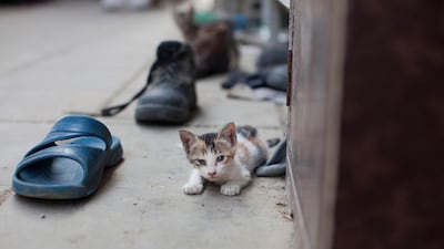 A kitten pictured in Abu Dhabi. Last week, images of dead kittens lying motionless on a pavement, provoked public outcry after they were posted to social media Lee Hoagland / The National