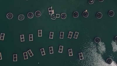Tilapia farming at Fider Pescados fishing company in Rifaina, in the state of Sao Paulo, Brazil. AFP