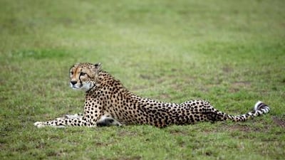 The manager of the website says he sometimes receives complaints from the public, but says that as far as he knows, it is not illegal to advertise animals in this way.