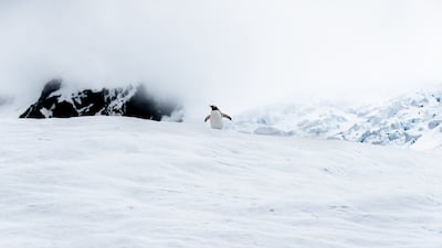 The Attenborough effect has sparked a flurry of Antartic cruise bookings says Panache Cruises. Photo: Unsplash / James Eades