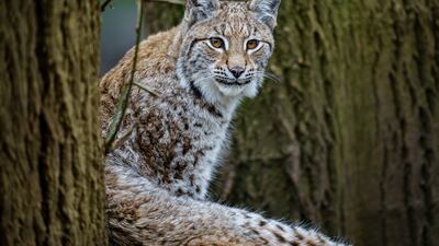 A lynx climbs into a tree in Bear Wood at Wild Place Project, Bristol, UK. PA