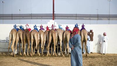 The fastest mature female will win a gold-plated sword and Dh1million.