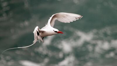 The ethereal rabijunco (Phaethon aethereus) overflies Puerto del Rosario in Fuerteventura, Canary Islands, Spain. EPA