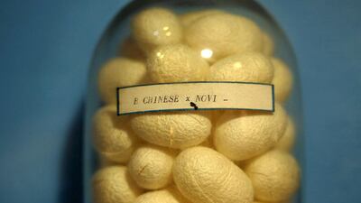 Silk cocoons are displayed in a glass jar in the museum of an agricultural research centre. Alessandro Bianchi / Reuters