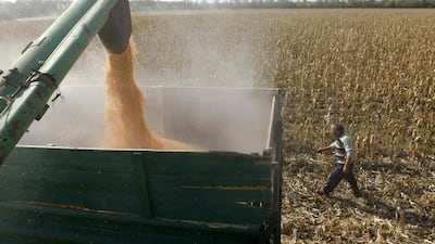 A man walks in a field as a combine machine harvests corn in southern Russia. Russia is enjoying the second largest grain crop in its post-Soviet history this year. Eduard Korniyenko / Reuters