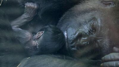 A newborn baby Western lowland gorilla is seen with its mother Mambele at the Antwerp zoo in Antwerp, Belgium. Reuters