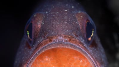 Talia Greis from Australia won a silver in the Underwater category. She took a picture of a male Eastern gobbleguts in Sydney, Australia