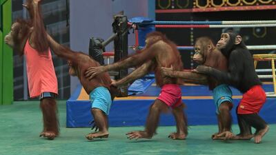Orangutans perform for the Safari World audience.