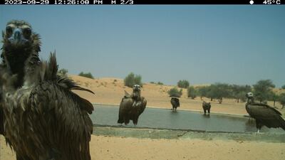 A cinereous vulture with lappet-faced vultures at a waterhole. Mystery surrounds where many of the birds come from. Photo: DDCR