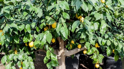 An orange tree becomes the sounding-board for 5-year-old Zezé's problems. Antonio Garcia for The National