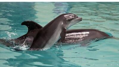 A newborn, female dolphin swims next to her mother at the Dubai Dolphinarium.