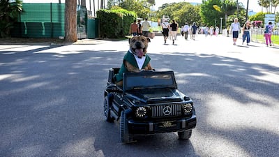 A well-dressed dog sits in a remote-controlled car on the Boulevard de la Croisette, during the Cannes Film Festival. AFP
