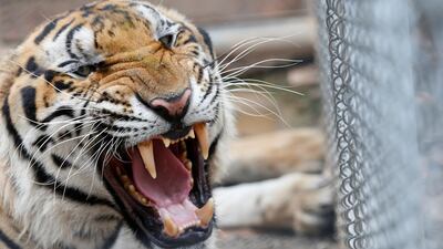 One of the 147 confiscated tigers removed from the controversial Tiger Temple, reacts inside its enclosure at Khaozon Wildlife Breeding Center in Ratchaburi province, Thailand. EPA