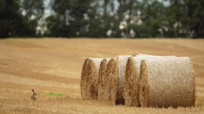 A hare sits on a harvested field next to straw bales near Herrnleis, in Austria. EPA