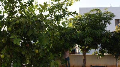 Roni Weingarten picks fruit from a tree in her garden in Oranit, a settlement in the occupied West Bank. Rosie Scammell for The National