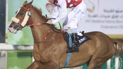 Nymphea Du Paon is one of three horses Ernst Oertel is expected to saddle in the first round of the Arabian Triple Crown on Sunday. Ravindranath K / The National