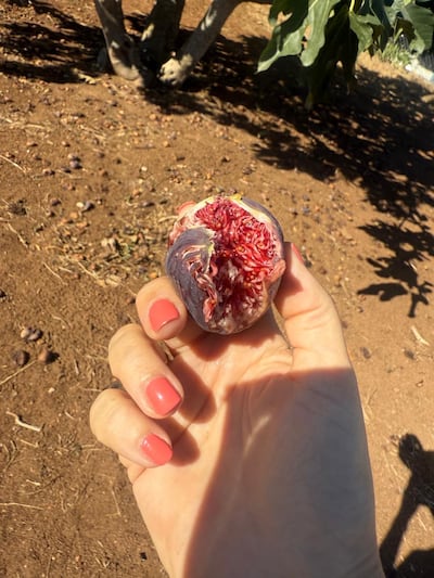 Fresh figs plucked straight from the tree in Messinia. Gemma White for The National