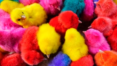 Artificially coloured chicks up for sale huddle in a cage on a street in Beirut, Lebanon. AP