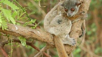The mitsinjo sportive lemur, one of two lemur species newly identified in Madagascar, is severely threatened by habitat destruction and illegal hunting.