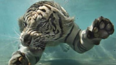 Bengal tigers, like this six-year-old, have been responsible for numerous attacks in the Sundarbans mangroves, close to India's border with Bangladesh.