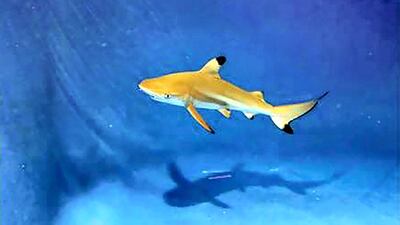 Blacktip reef shark (Carcharhinus melanopterus) - IUCN status: Near threatened - Populations have suffered because of fishing - This species was spotted this year off the UAE's east coast