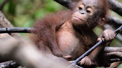 The International Union for the Conservation of Nature — which changed the species’s threat level to critical — estimates a mere 47,000 will be left in the wild by 2025.