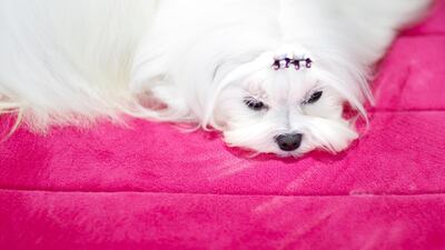A Maltese named Stella sits on her bed before competition during the 2019 Westminster Kennel Club Dog Show in New York, New York, USA, 11 February 2019. The annual competition features hundreds of dogs from around the country. Photo: EPA