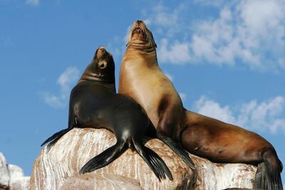 California Sea Lions in the Sea of Cortez. Lex Photo Library