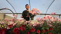Flowers grown in Khan Younis, Gaza, before Valentine's Day in 2023. The war that erupted later that year has destroyed the territory's floral industry. AFP