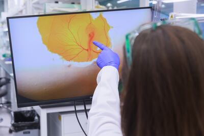 Colossal Biosciences has grown primordial germ cells from Nicobar pigeons. Getty