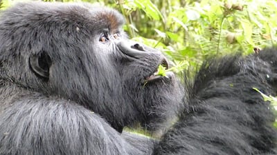 Mountain gorillas feeding. Photo by Kareen Worrell