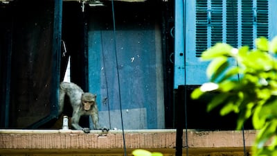 Monkeys are revered in Hinduism, and devout Hindus often feed them, encouraging them to live in urban areas. As they become accustomed to interacting with humans they can become more aggressive, stealing food rather than waiting for handouts.