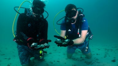 Divers take part in fieldwork for the oyster bed mapping survey. Photo: Environment Agency Abu Dhabi