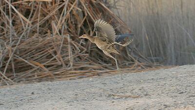 The rare watercock, Gallicrex cinerea, was spotted in Dubai, making it the 460th bird species found in the UAE. Photo courtesy of Tommy Pedersen
