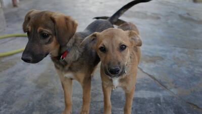 The dogs at the Bahya sancutary come in different sizes and colors and are available for adoption. Delores Johnson / The National